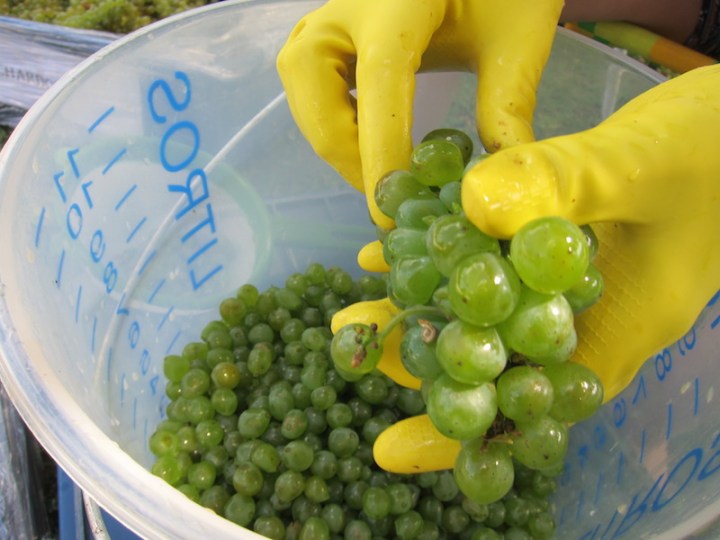 Fazendo_Vinhos_uva_branca