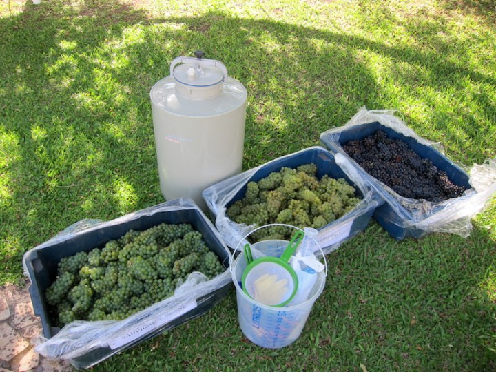 Fazendo_Vinhos_uvas